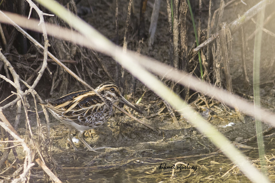 Jack Snipe