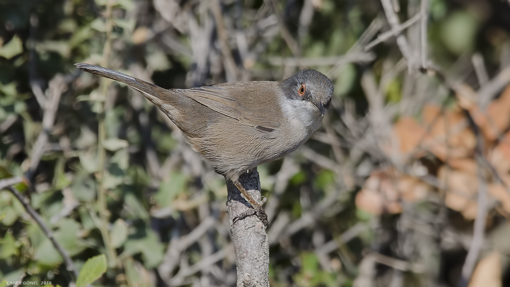 Sardinian Warbler