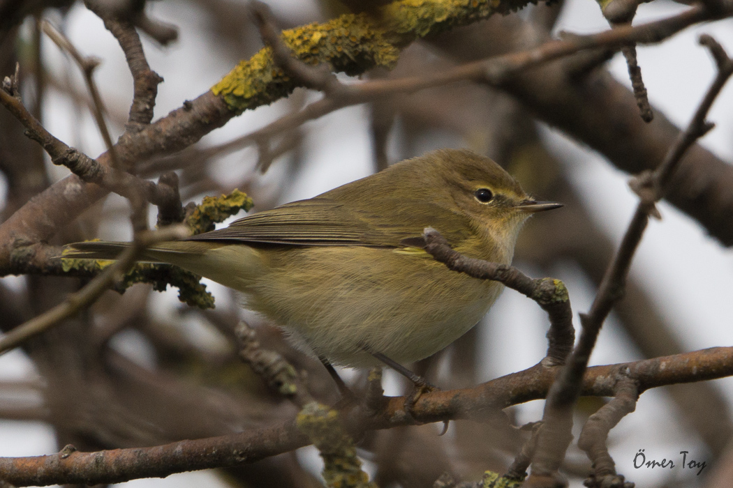 Common Chiffchaff