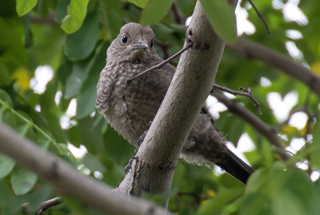 Blue Rock Thrush