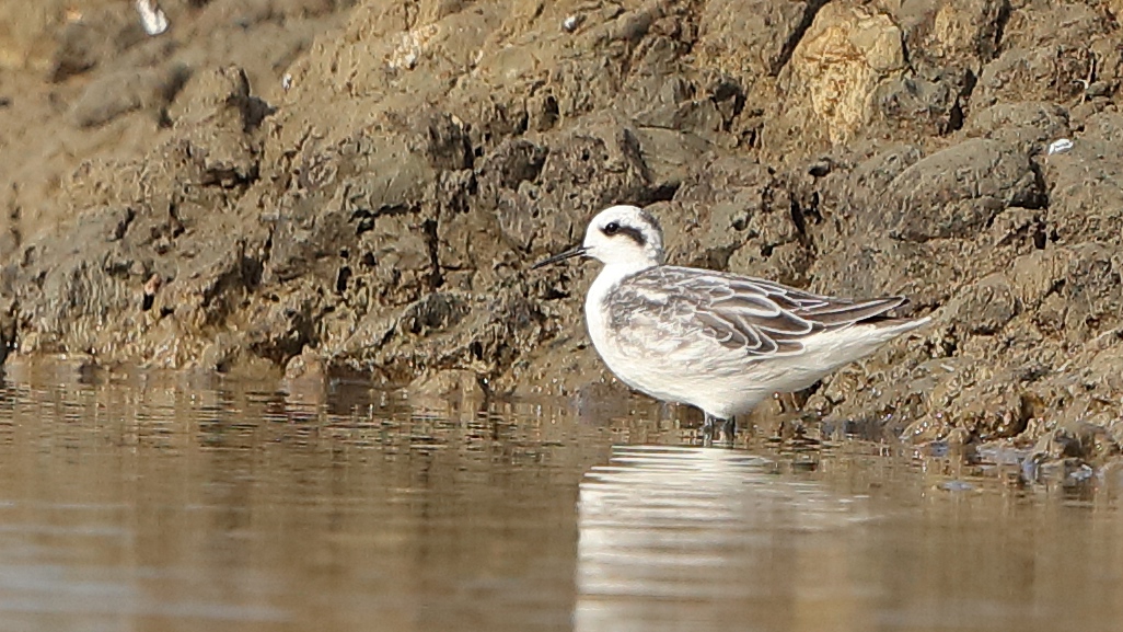 Red-necked Phalarope