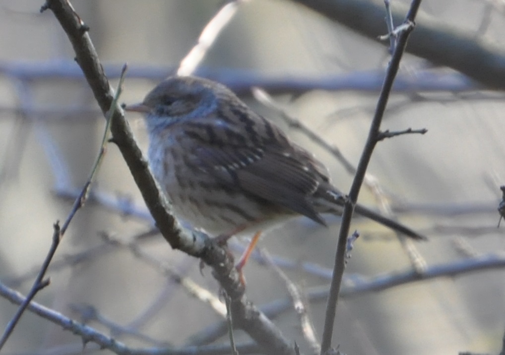Dunnock