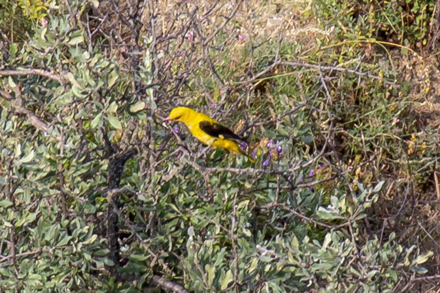 Eurasian Golden Oriole