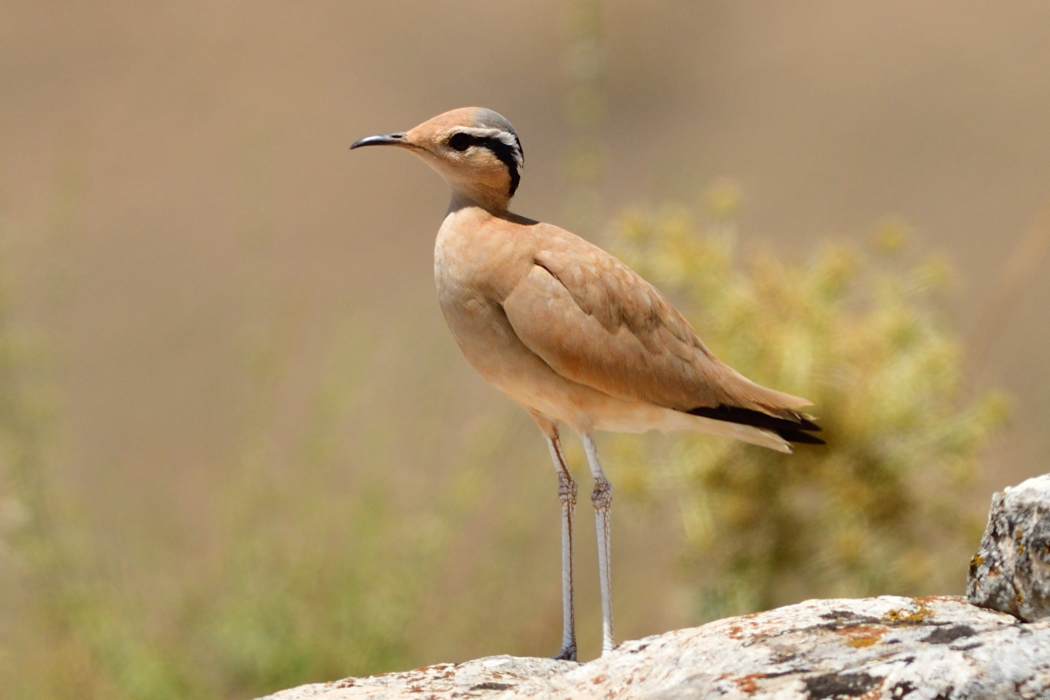 Cream-colored Courser