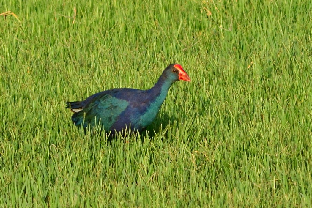 Grey-headed Swamphen