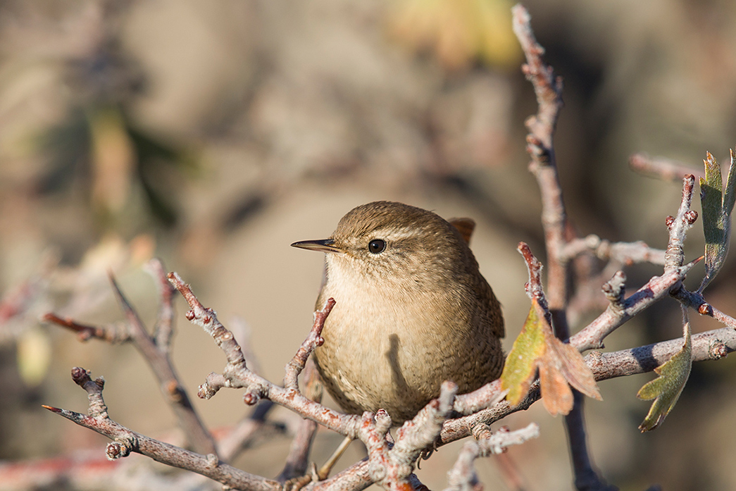 Eurasian Wren