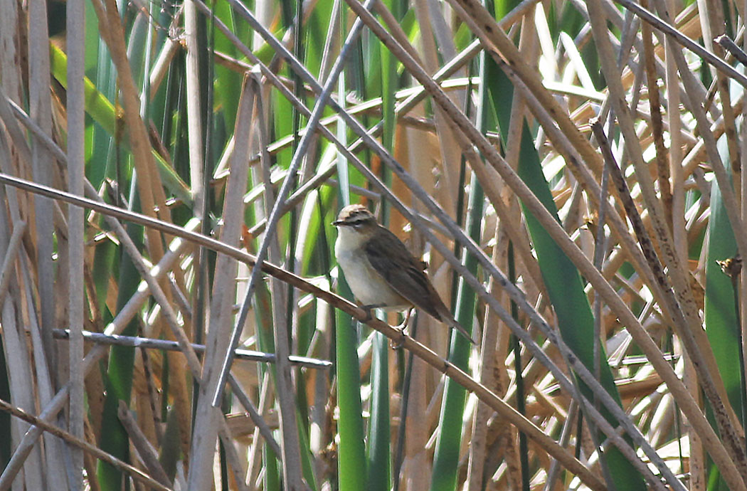 Moustached Warbler