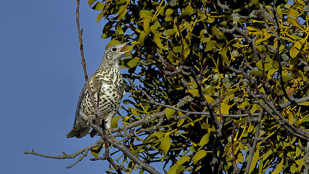 Mistle Thrush