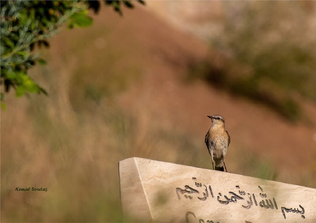Northern Wheatear