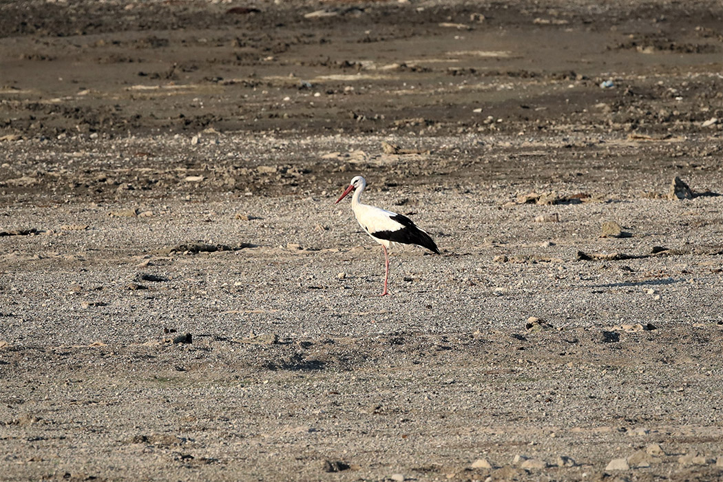 White Stork