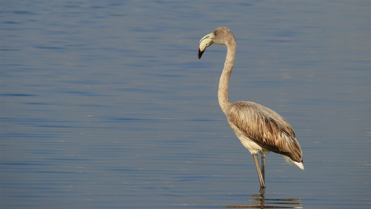 Flamingo