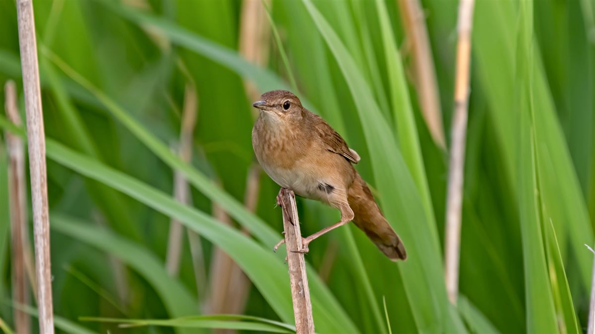 Savi`s Warbler