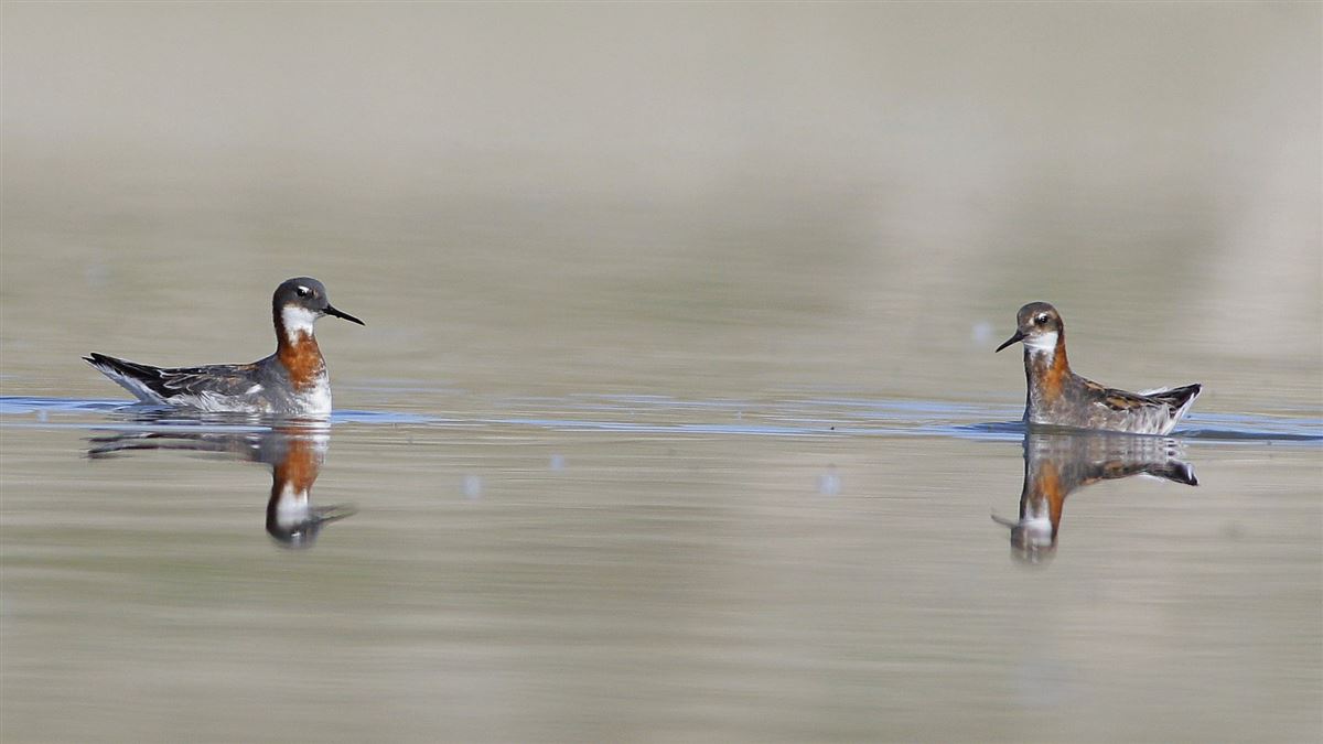 Red-necked Phalarope