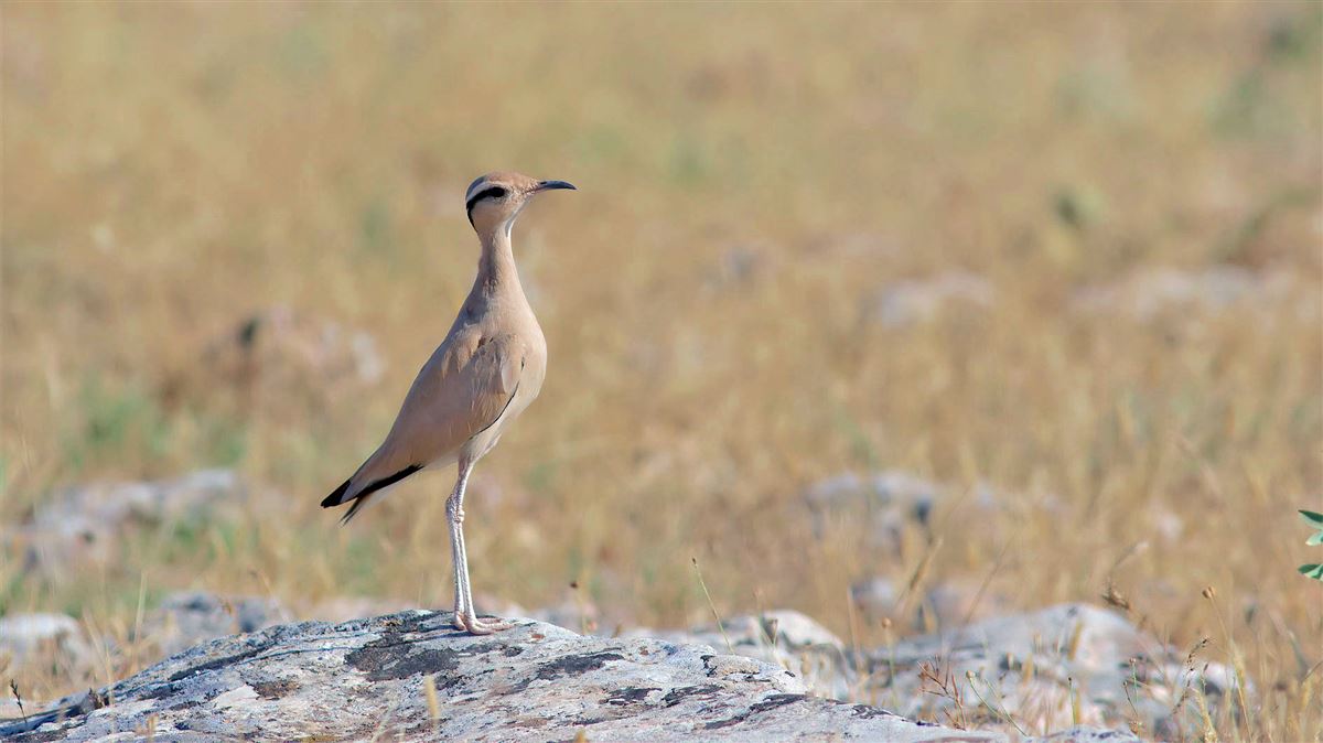 Cream-colored Courser