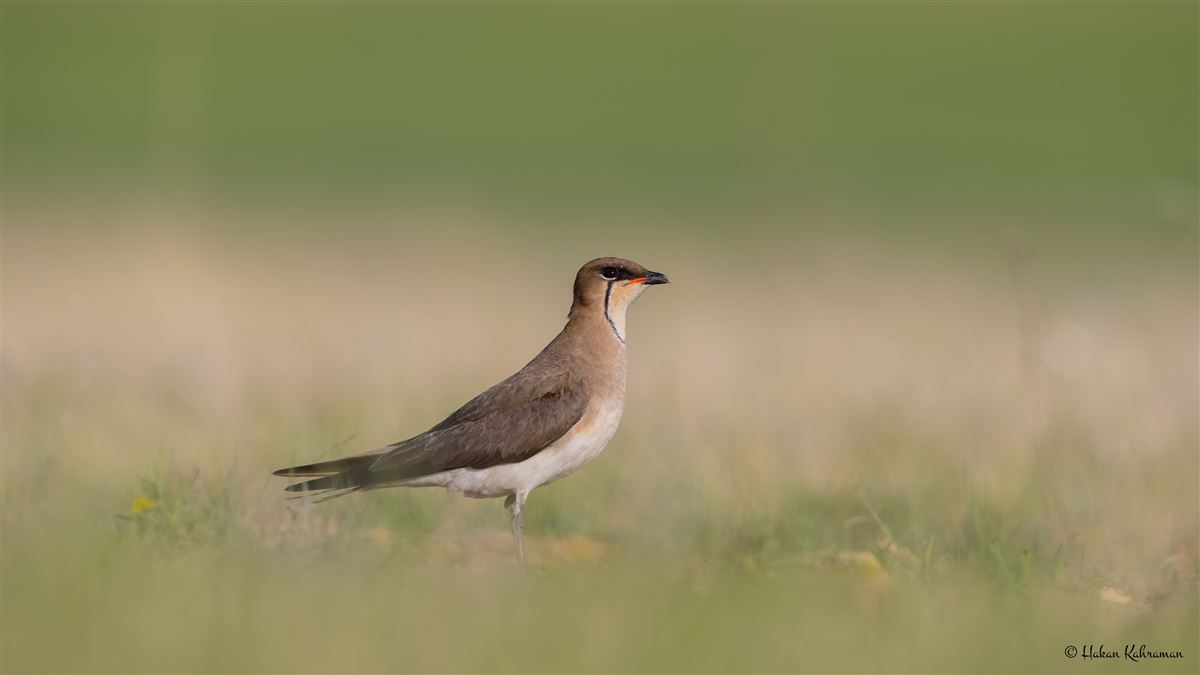 Black-winged Pratincole