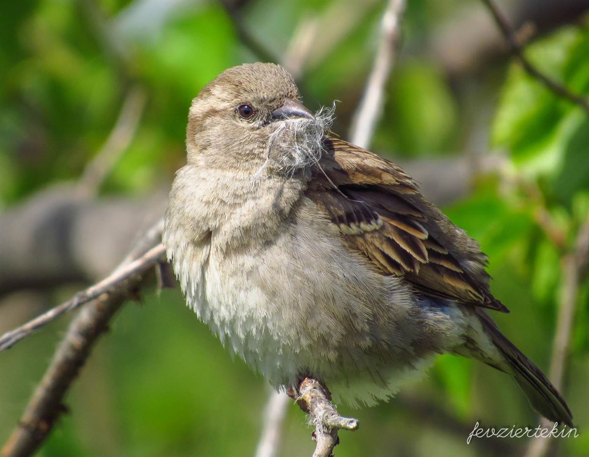 House Sparrow