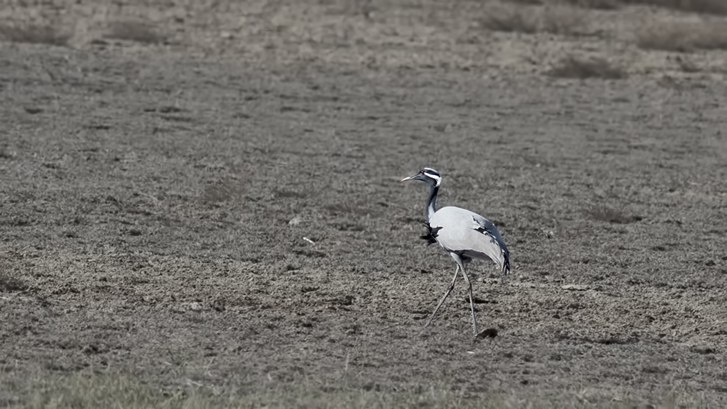 Demoiselle Crane