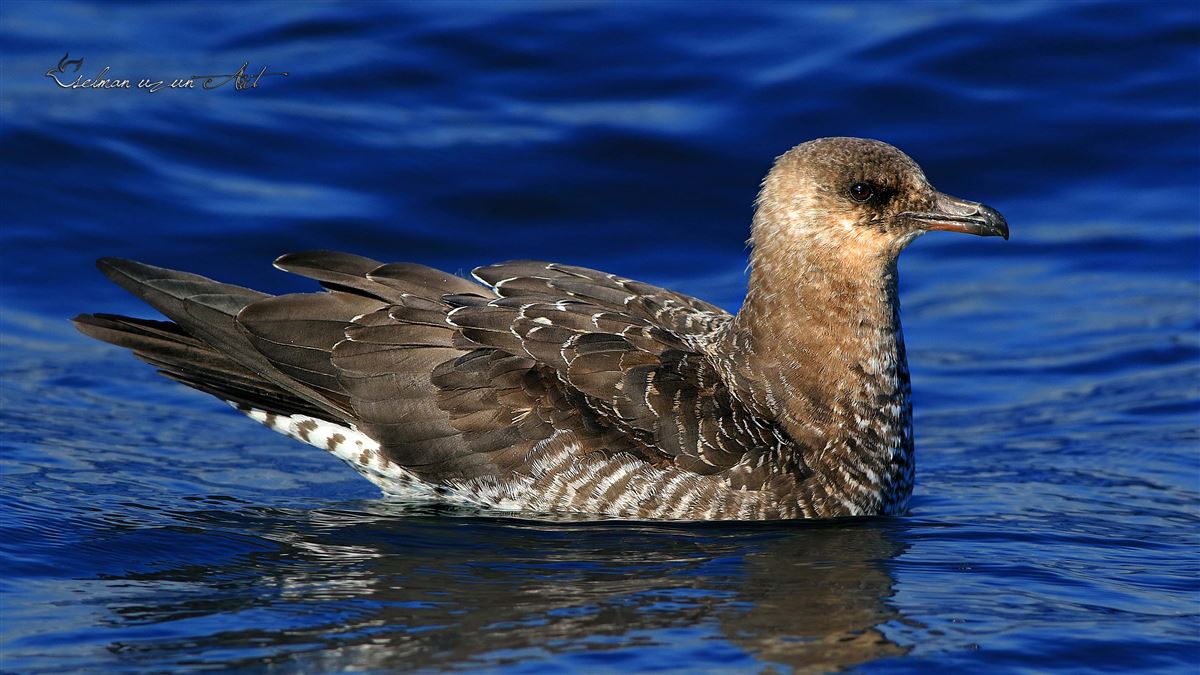 Pomarine Jaeger