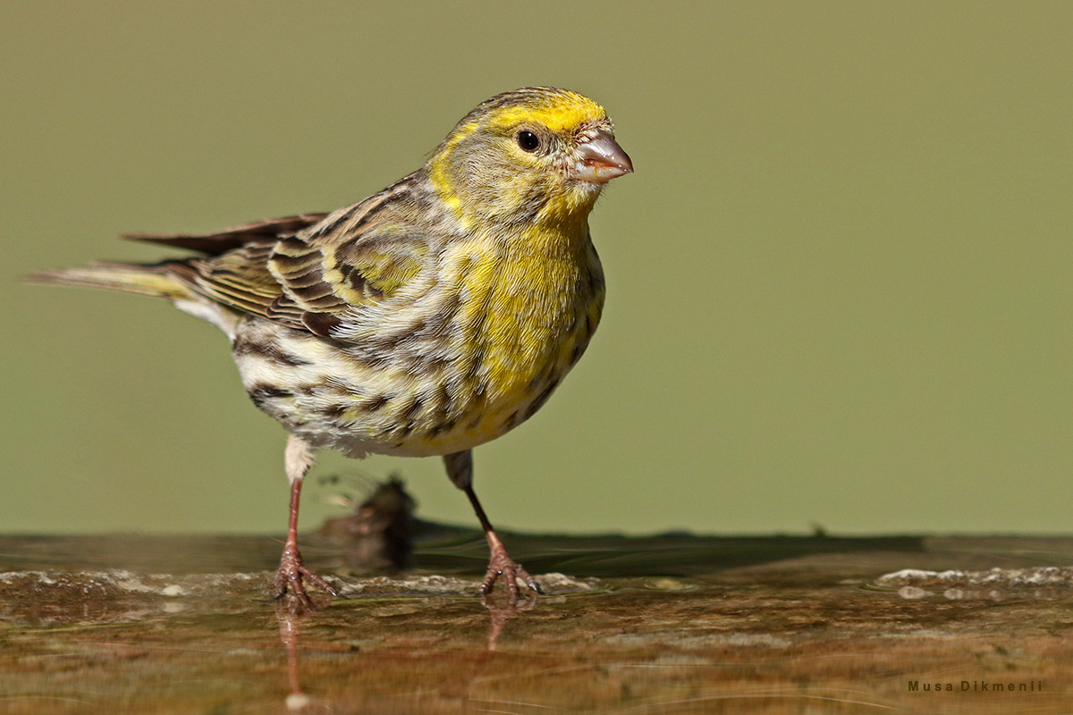 European Serin