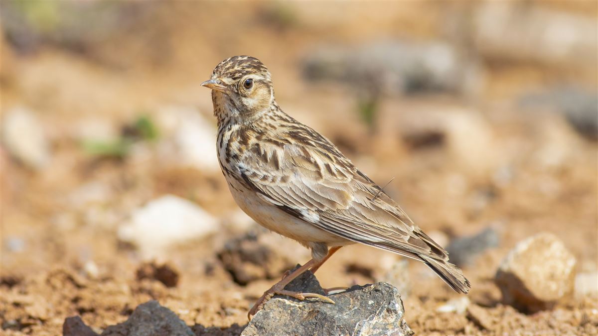 Woodlark