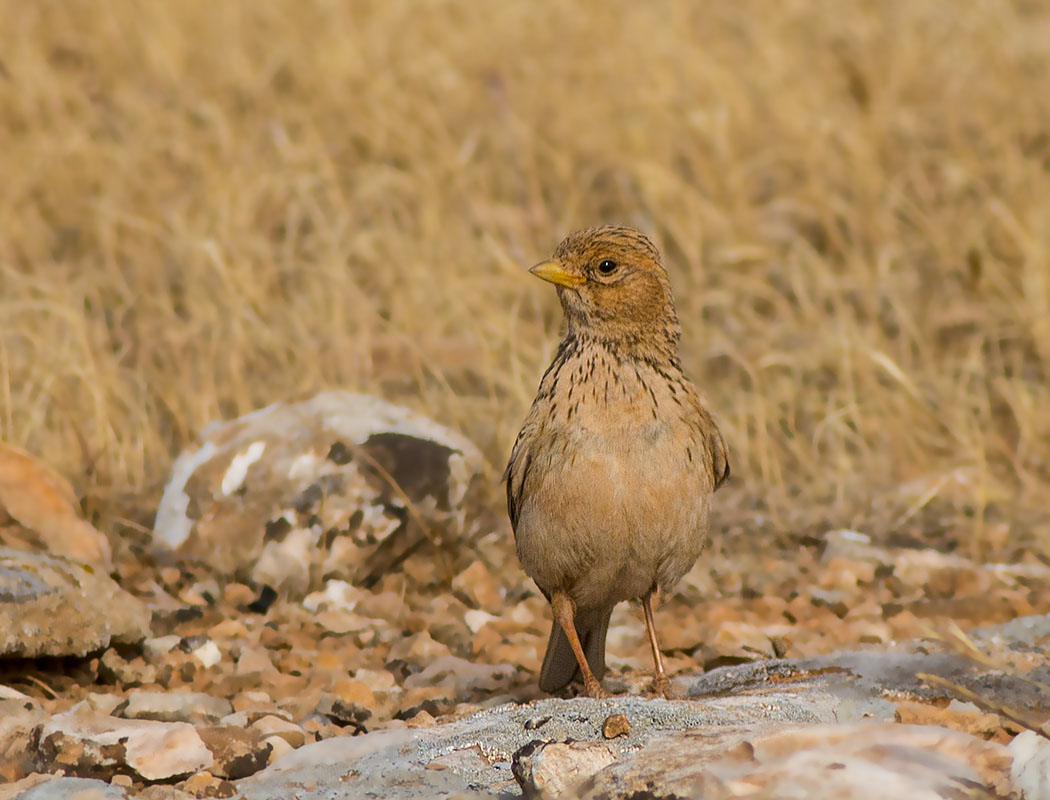 Turkestan Short-toed Lark