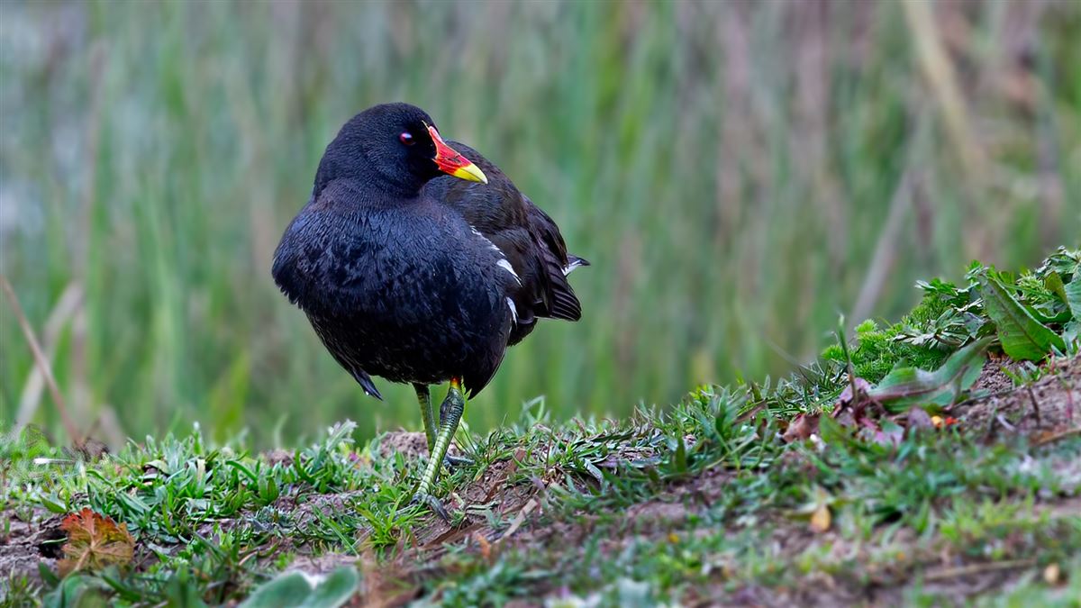 Common Moorhen