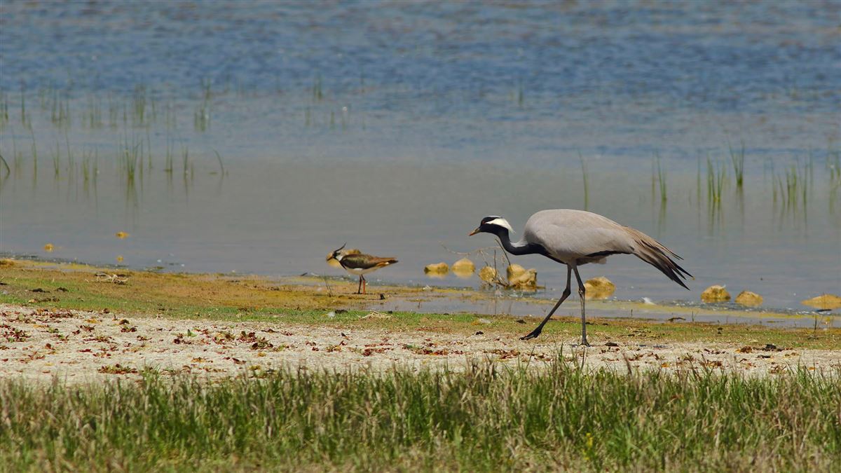 Demoiselle Crane