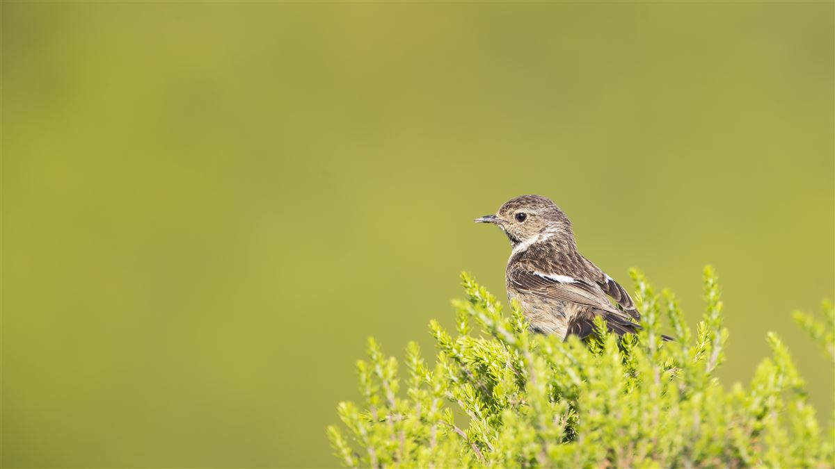 European Stonechat