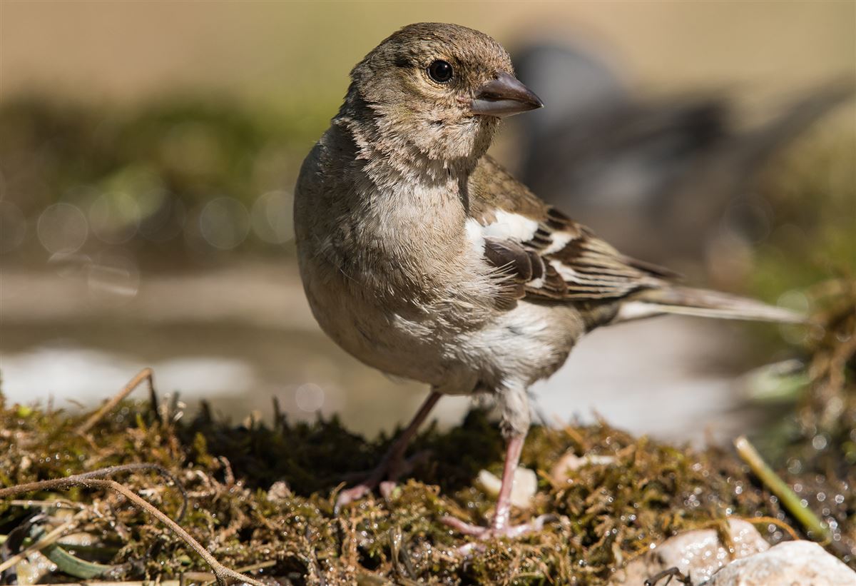 Eurasian Chaffinch