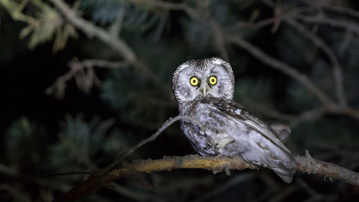 Boreal Owl