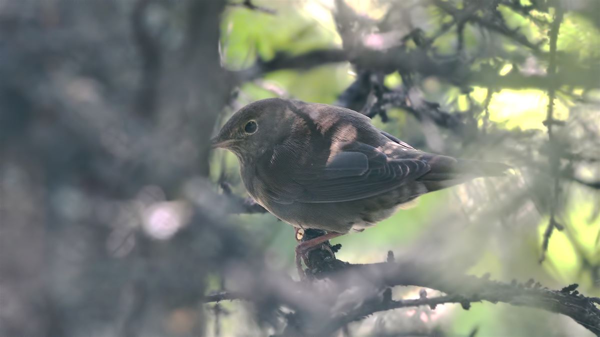 River Warbler