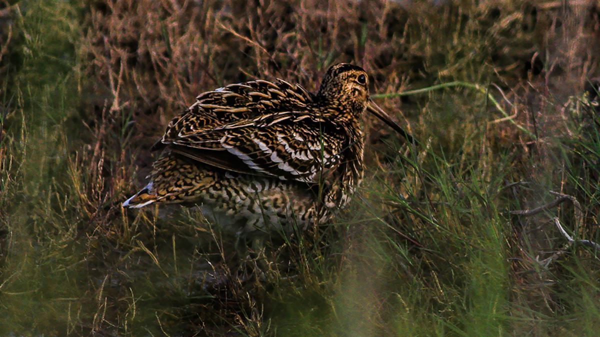 Great Snipe