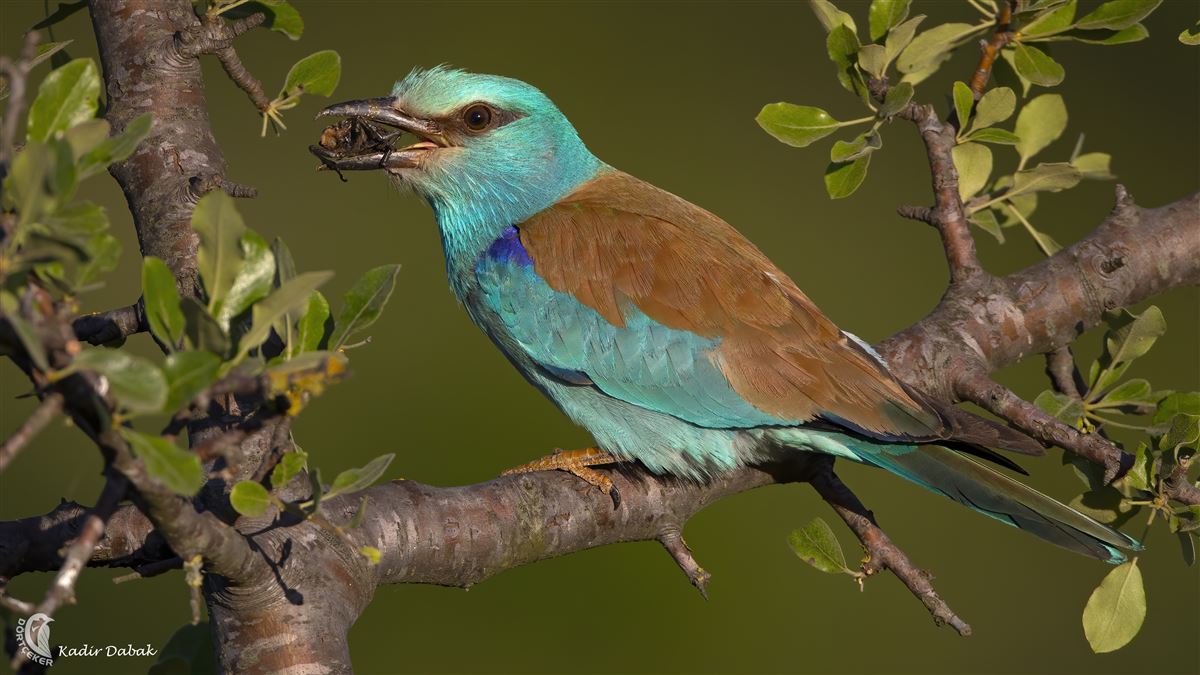 European Roller