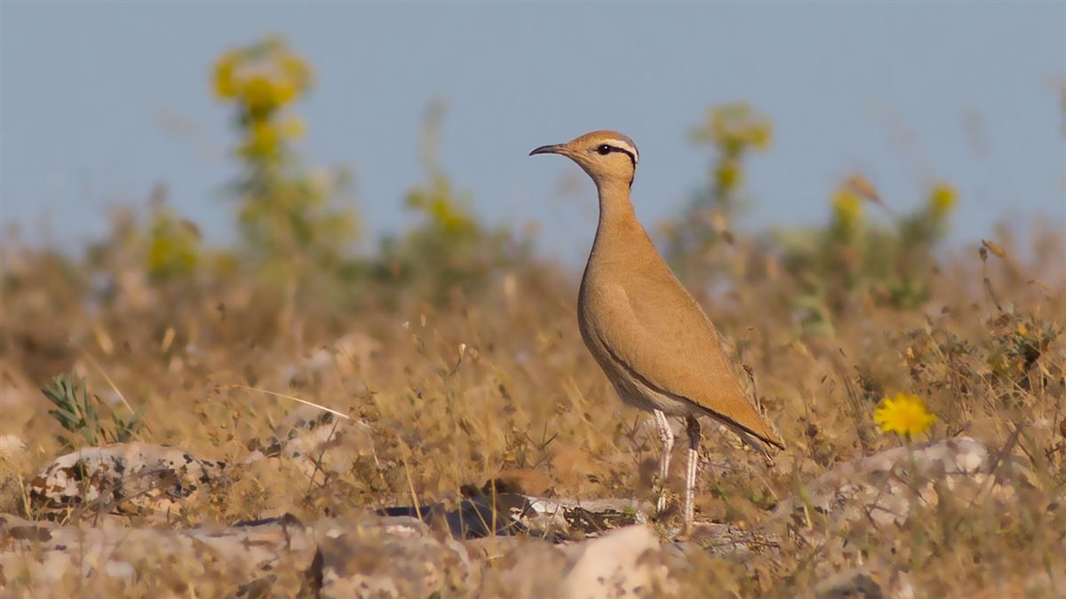 Cream-colored Courser