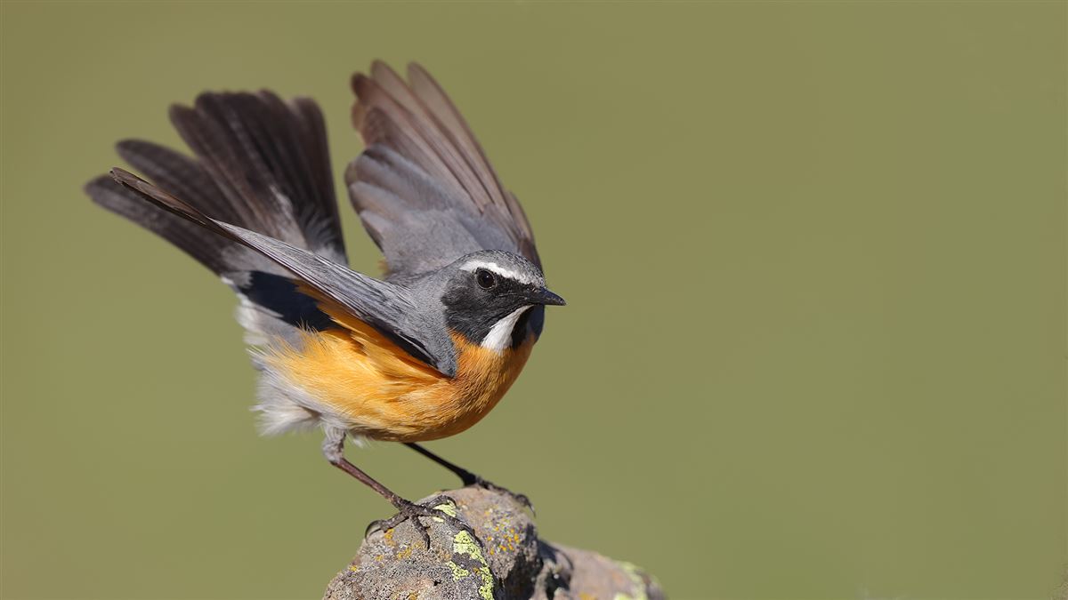White-throated Robin