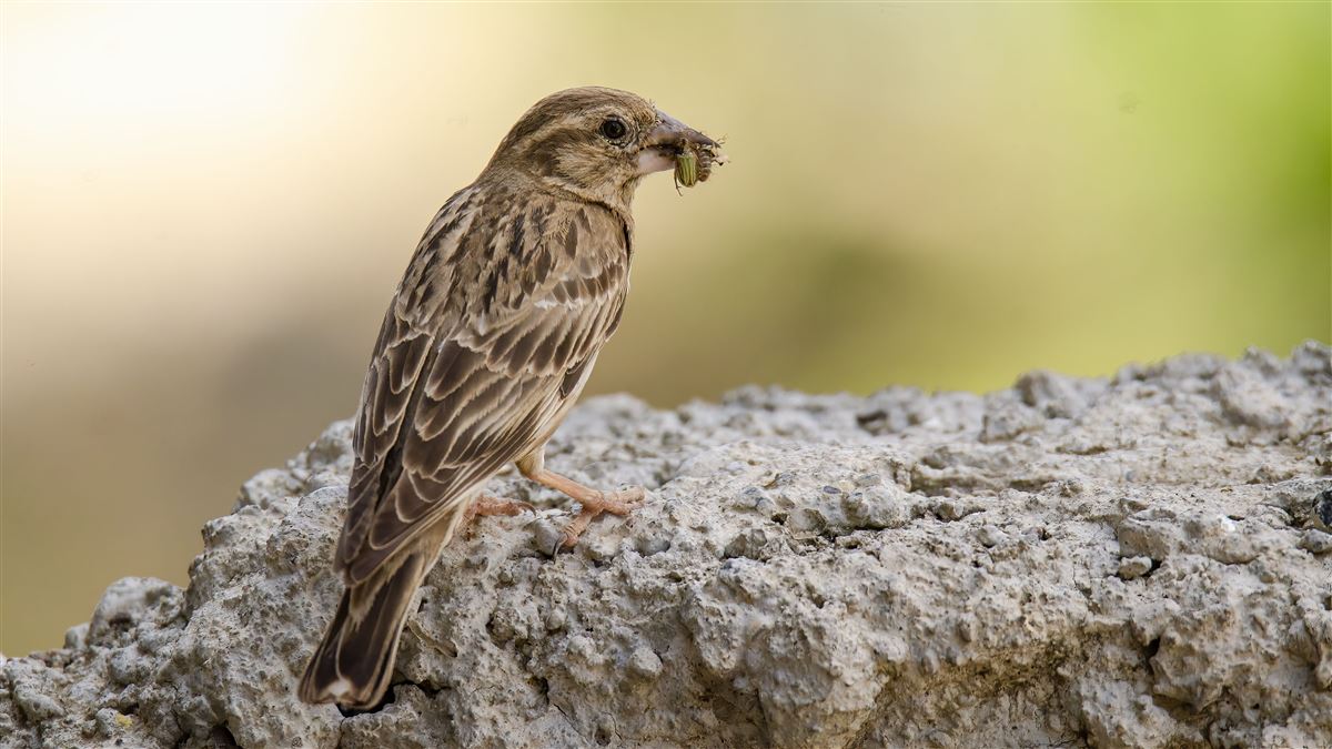 Rock Sparrow