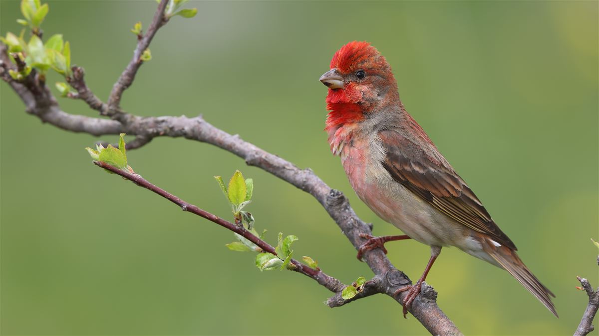 Common Rosefinch