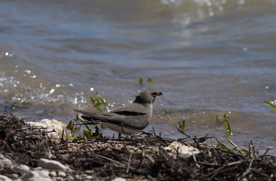 Black-winged Pratincole