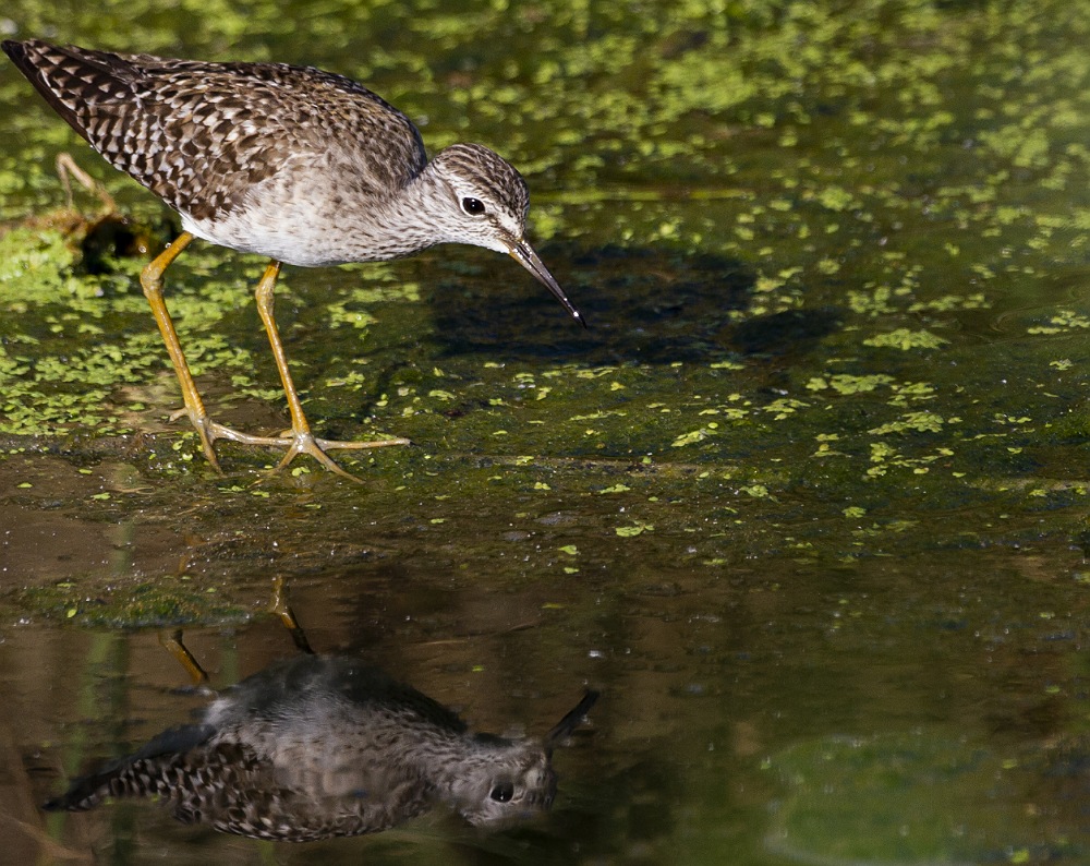 Wood Sandpiper