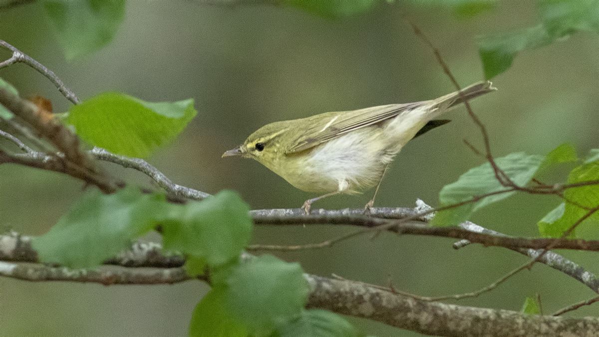Green Warbler