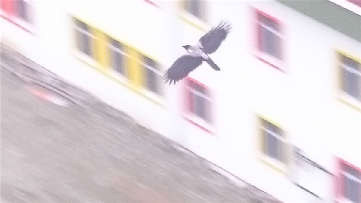 Hooded Crow
