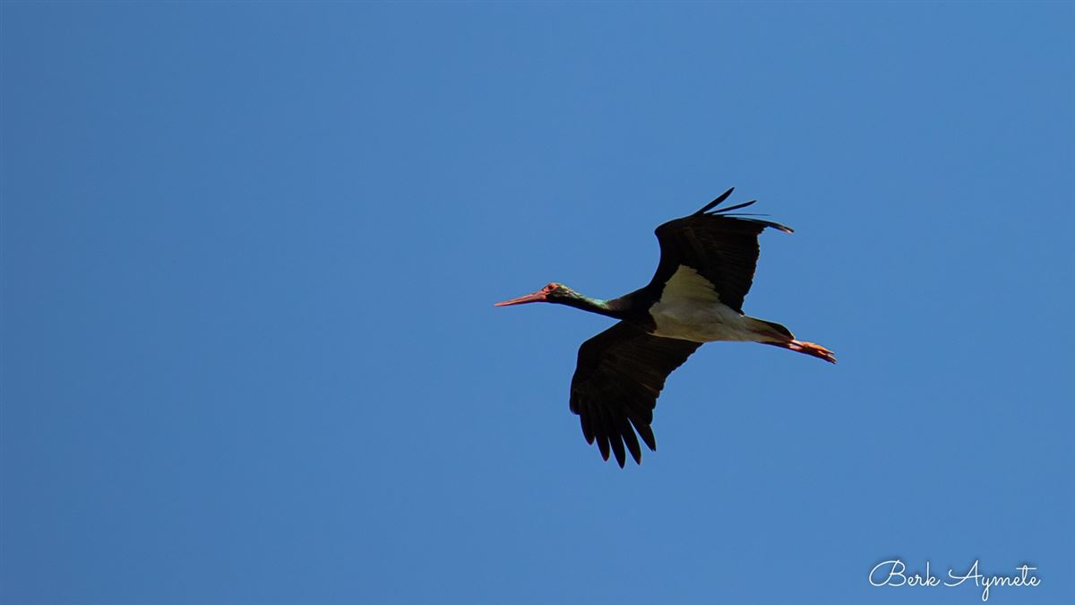 Black Stork