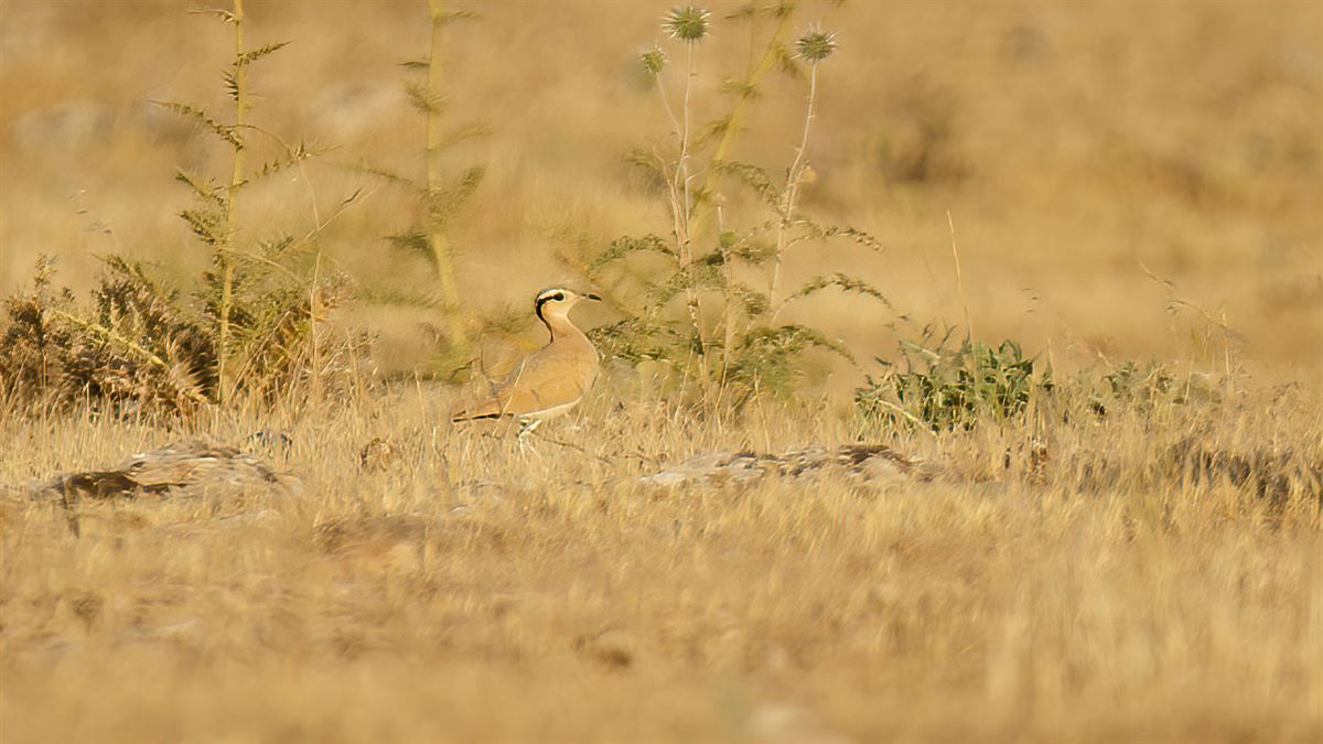 Cream-colored Courser