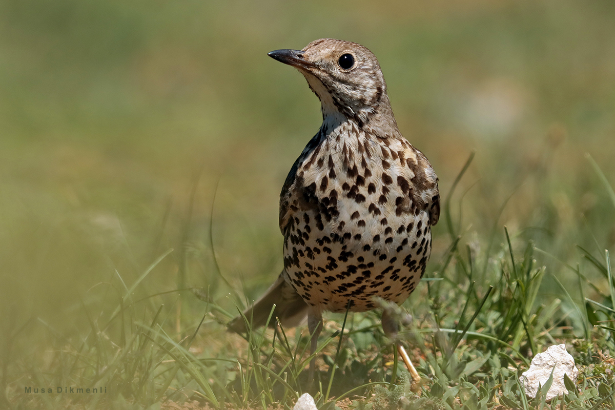 Mistle Thrush