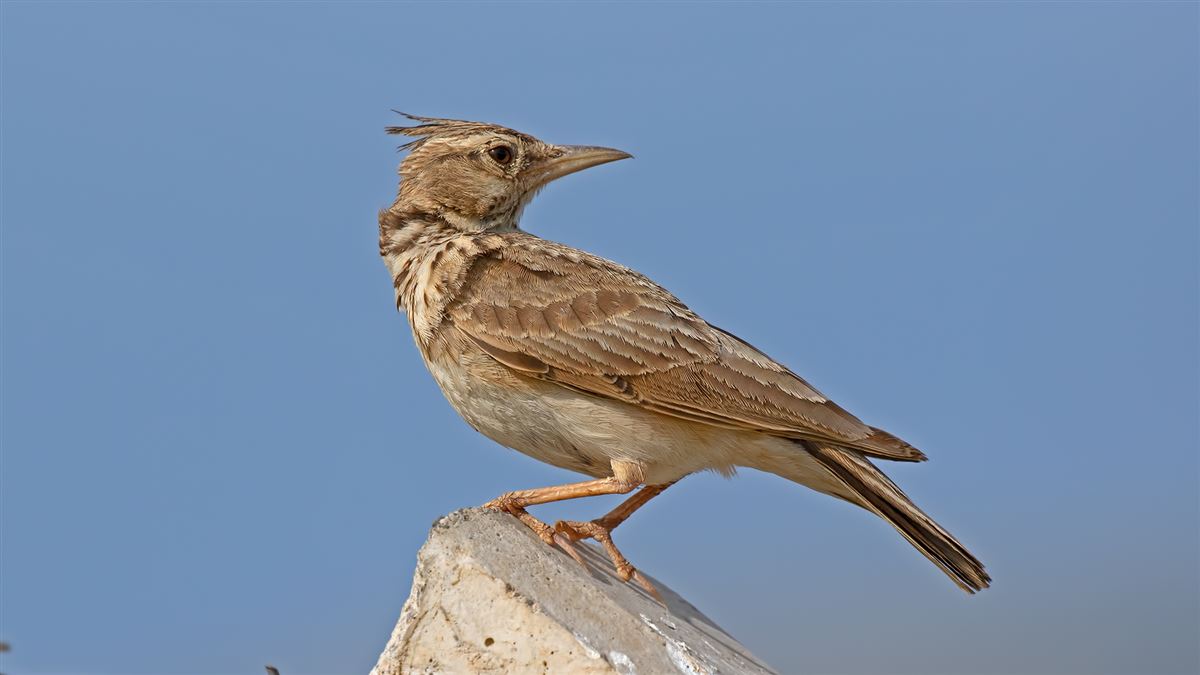 Crested Lark