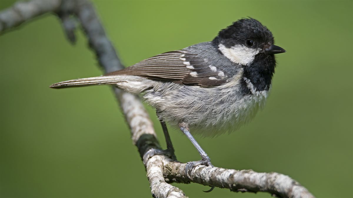 Coal Tit