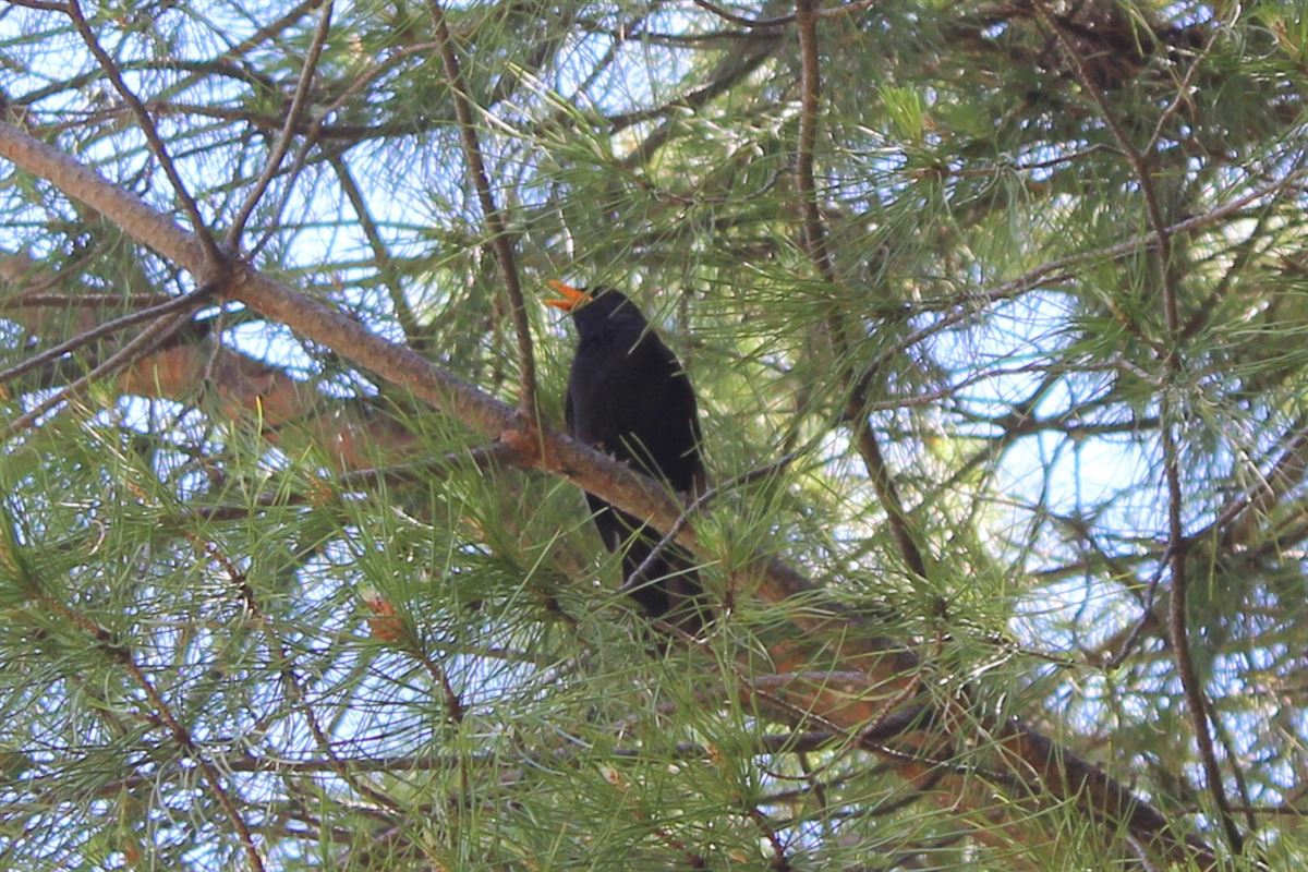 Common Blackbird