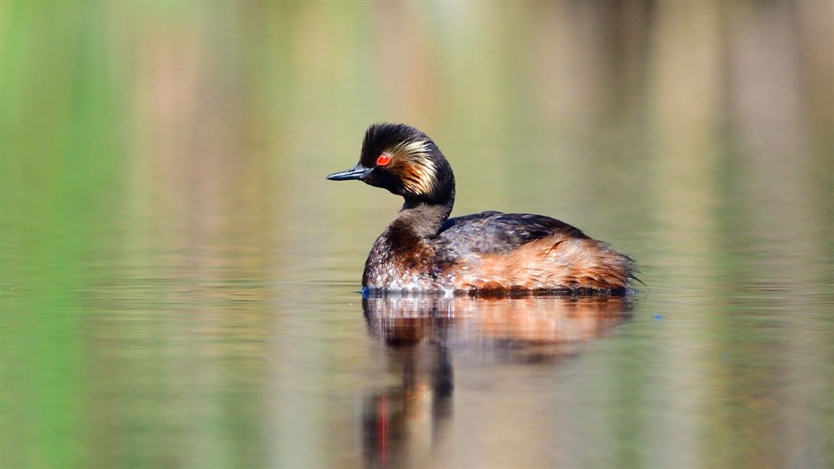 Black-necked Grebe
