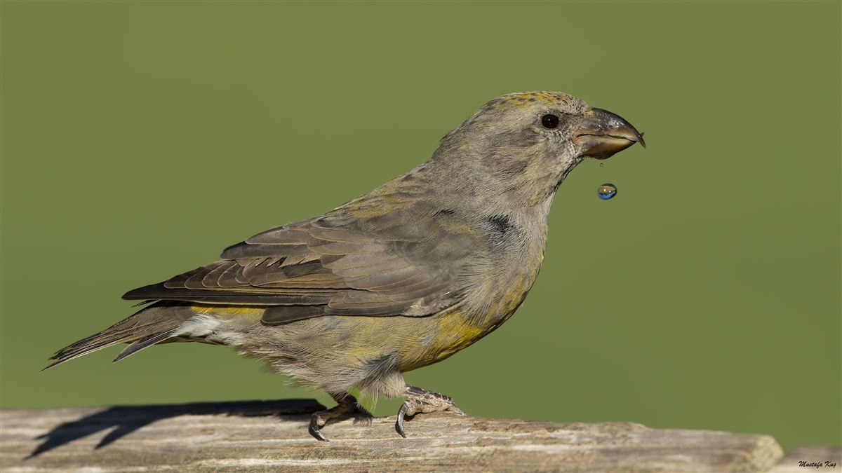Red Crossbill