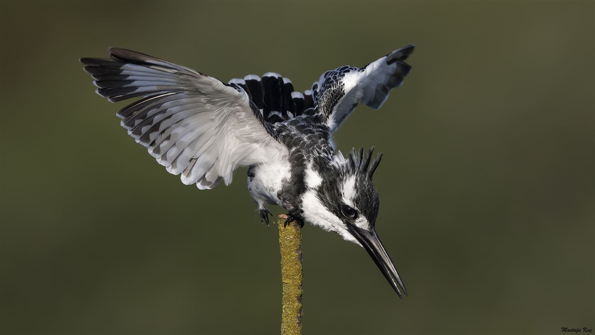 Pied Kingfisher